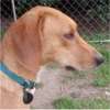 Rescue Dog